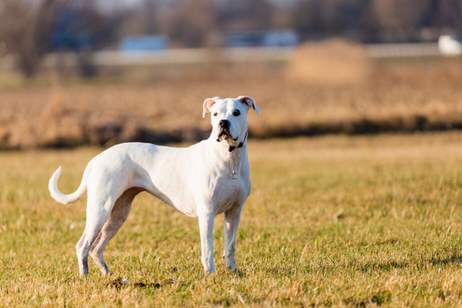 Dogo Argentino Dog Breed Information & Characteristics