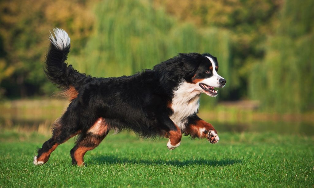 Bernese Mountain Dogs are beautiful, noble dogs who are very affectionate with their pet parents. 
