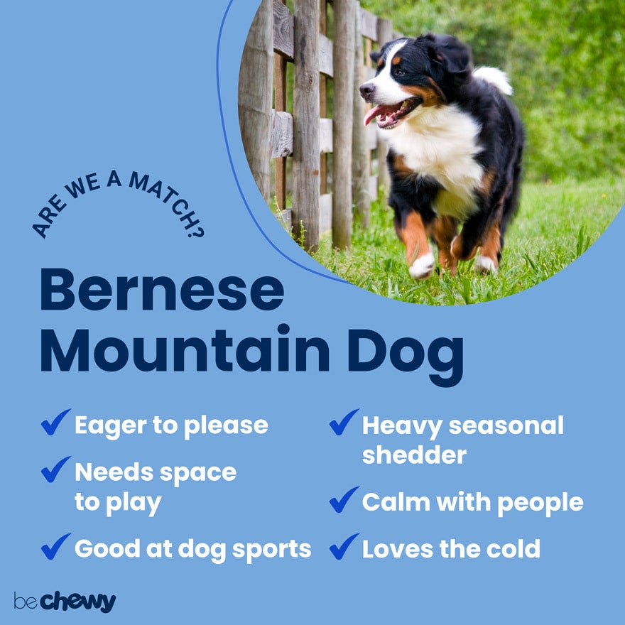 what does owning a bernese mountain dog say about you 2