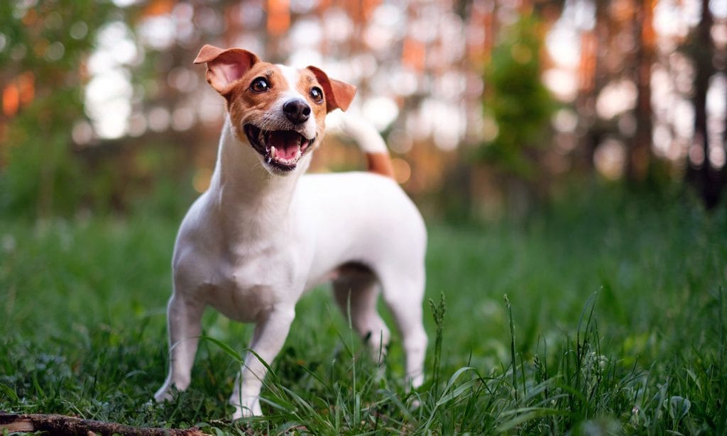 Jack russell losing store hair