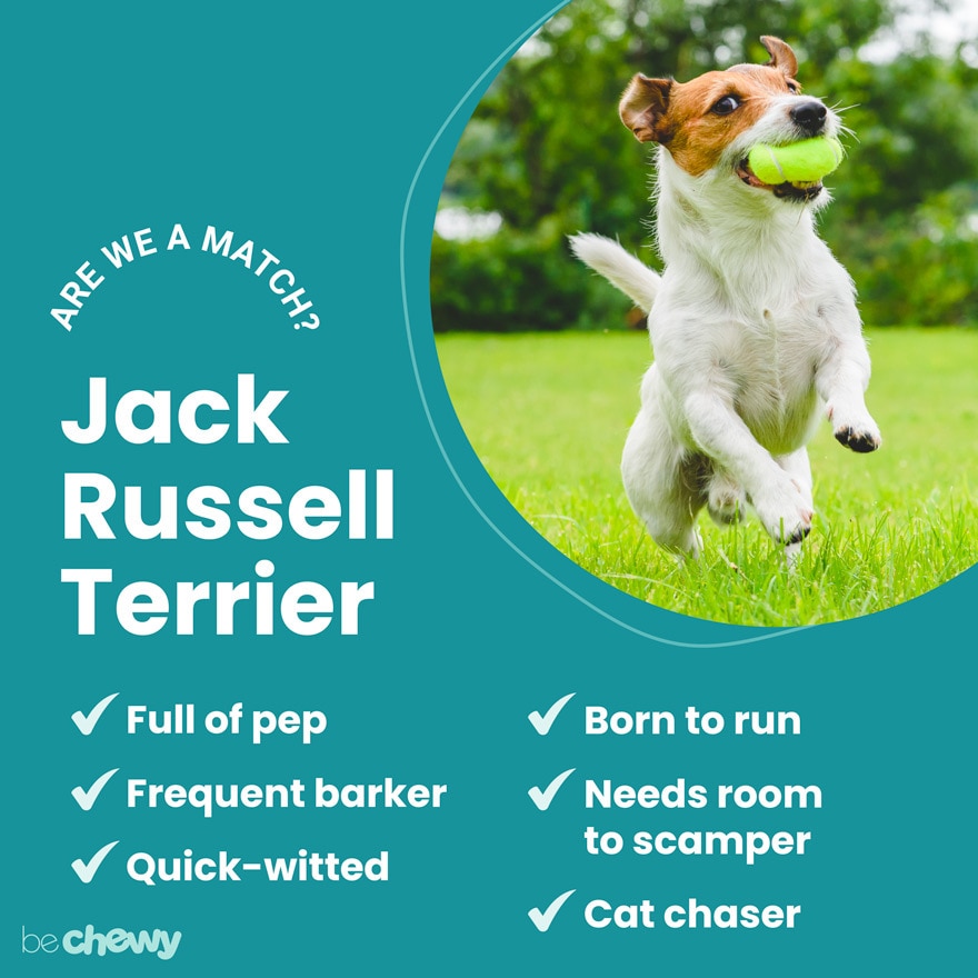 what age are jack russells fully grown