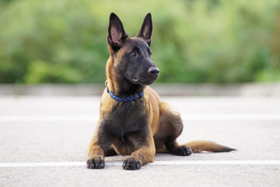 Belgian Malinois Breed Information Guide: Photos, Traits, & Care