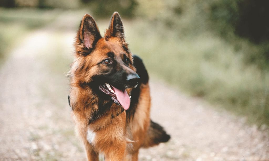 are german shepherds born black