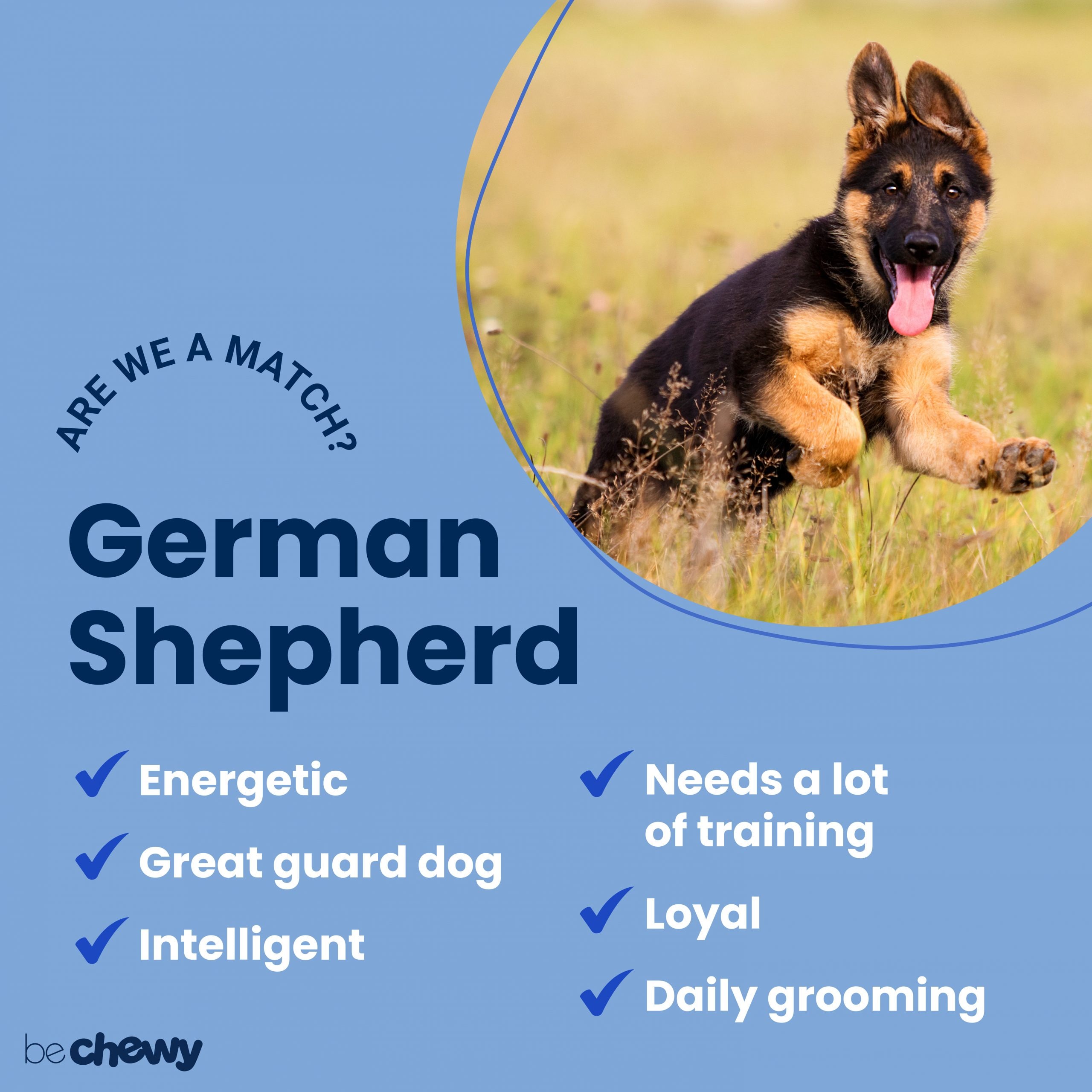 German Sheepdog