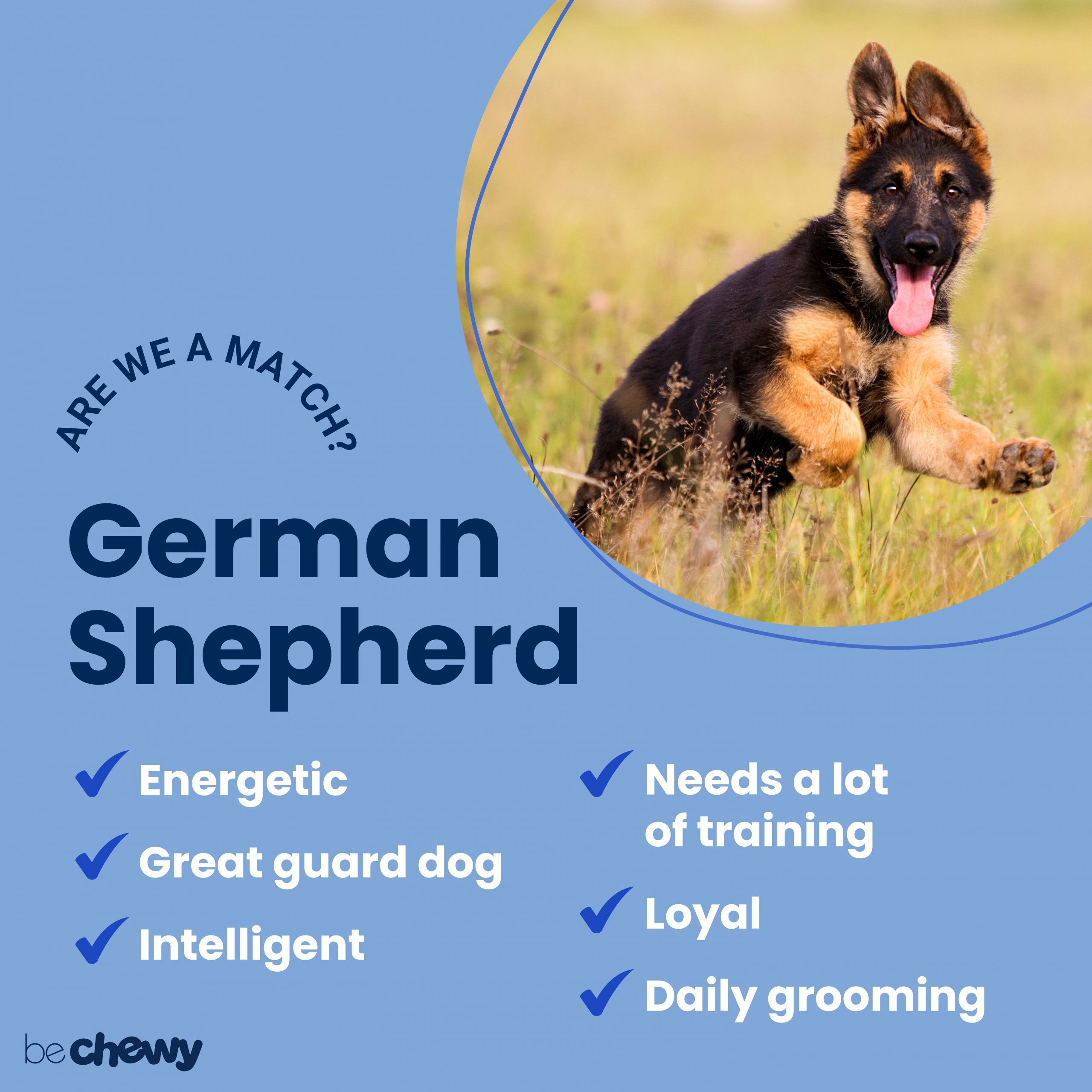 German shepherd sales breed information