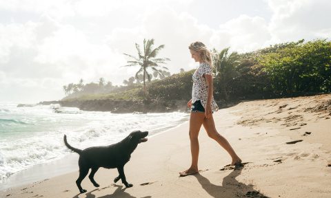 are dogs allowed at barefoot beach