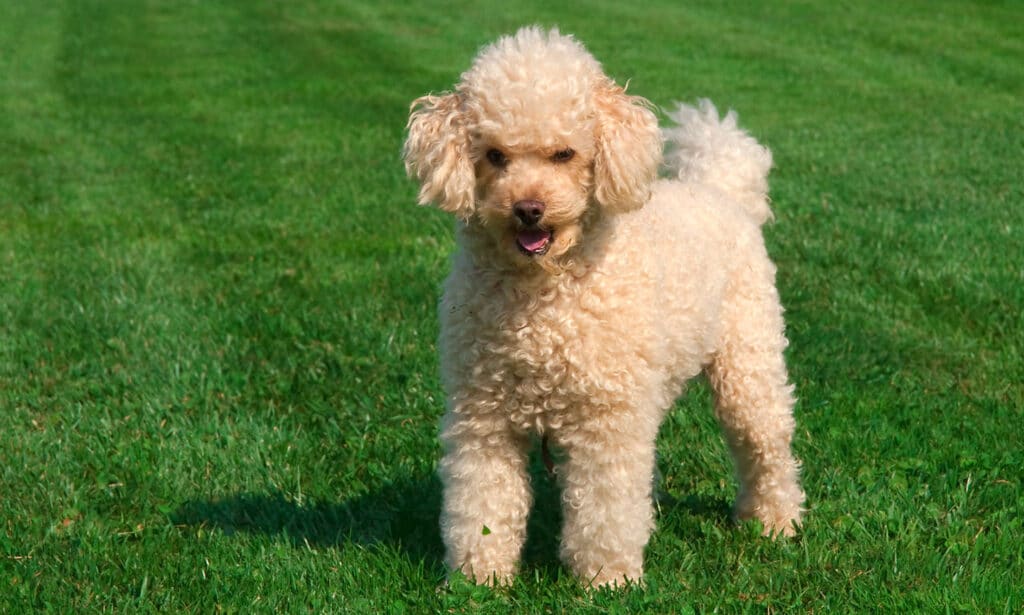 https://media-be.chewy.com/wp-content/uploads/2021/05/20181701/poodle-dog-breed-toy-1024x615.jpg