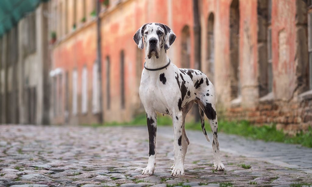 Thinking about raising a Great Dane? These dogs are huge in size and heart. Find out if a Great Dane is a good match for you.