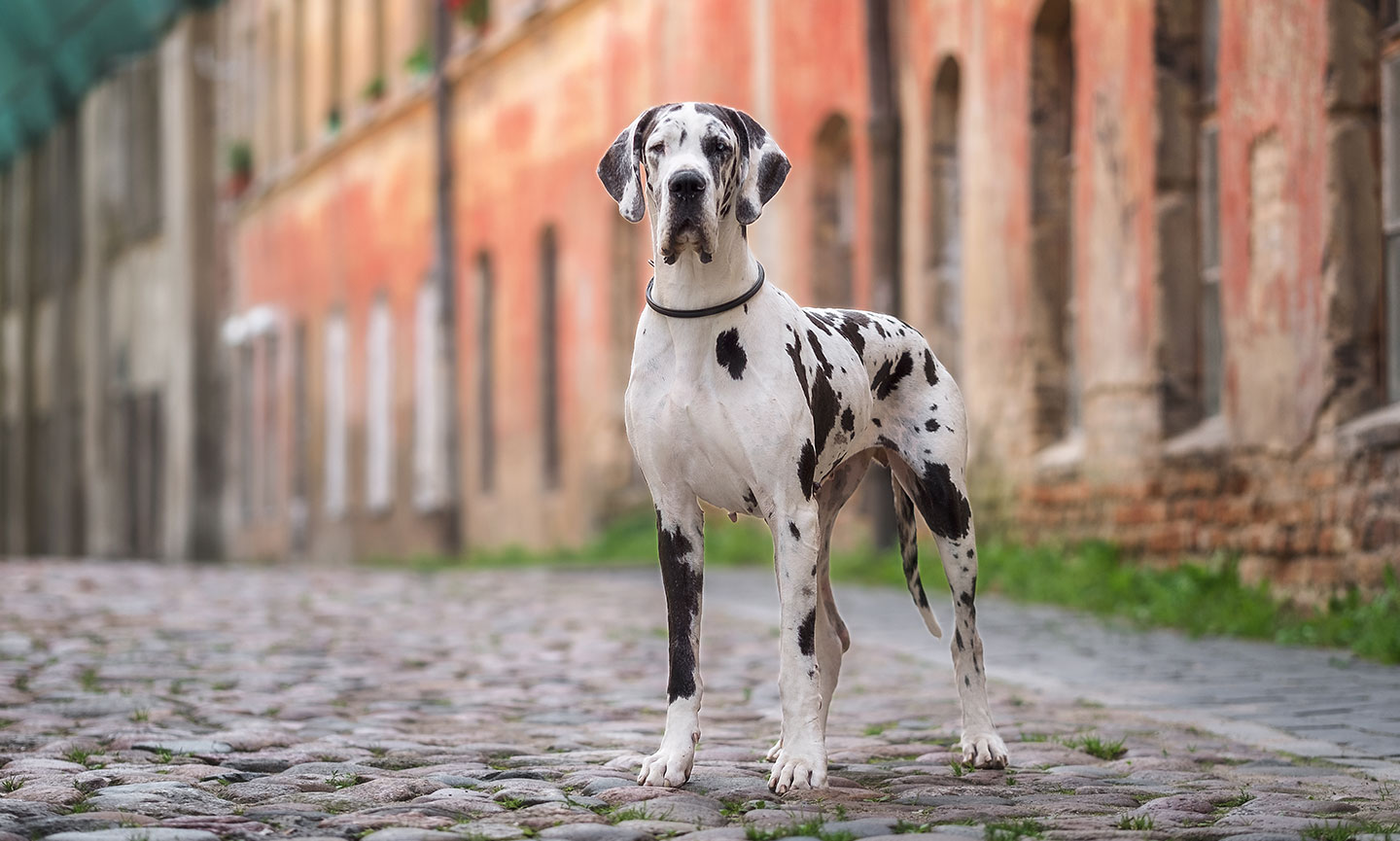 Great Dane Breed Characteristics Care Photos BeChewy