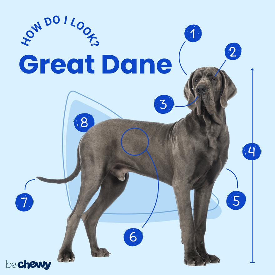 are great dane dogs dangerous