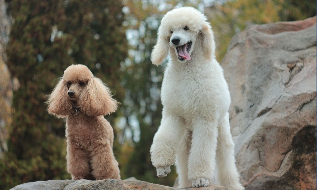 High energy and high style, there's a reason this breed is so popular. Here's why Poodles can be so much fun. 