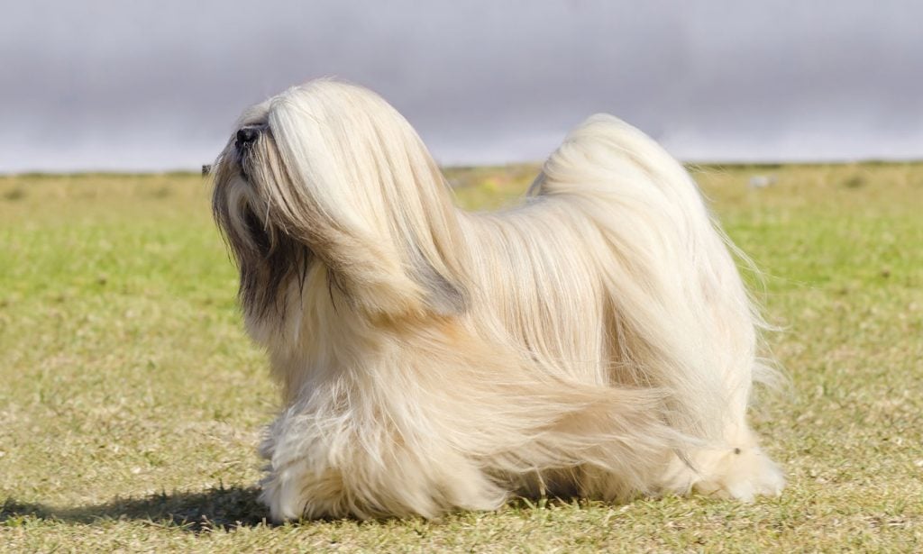 The Lhasa Apso breed is a loyal lap dog who previously worked as guard dogs in Tibet. Learn about their traits in our guide.