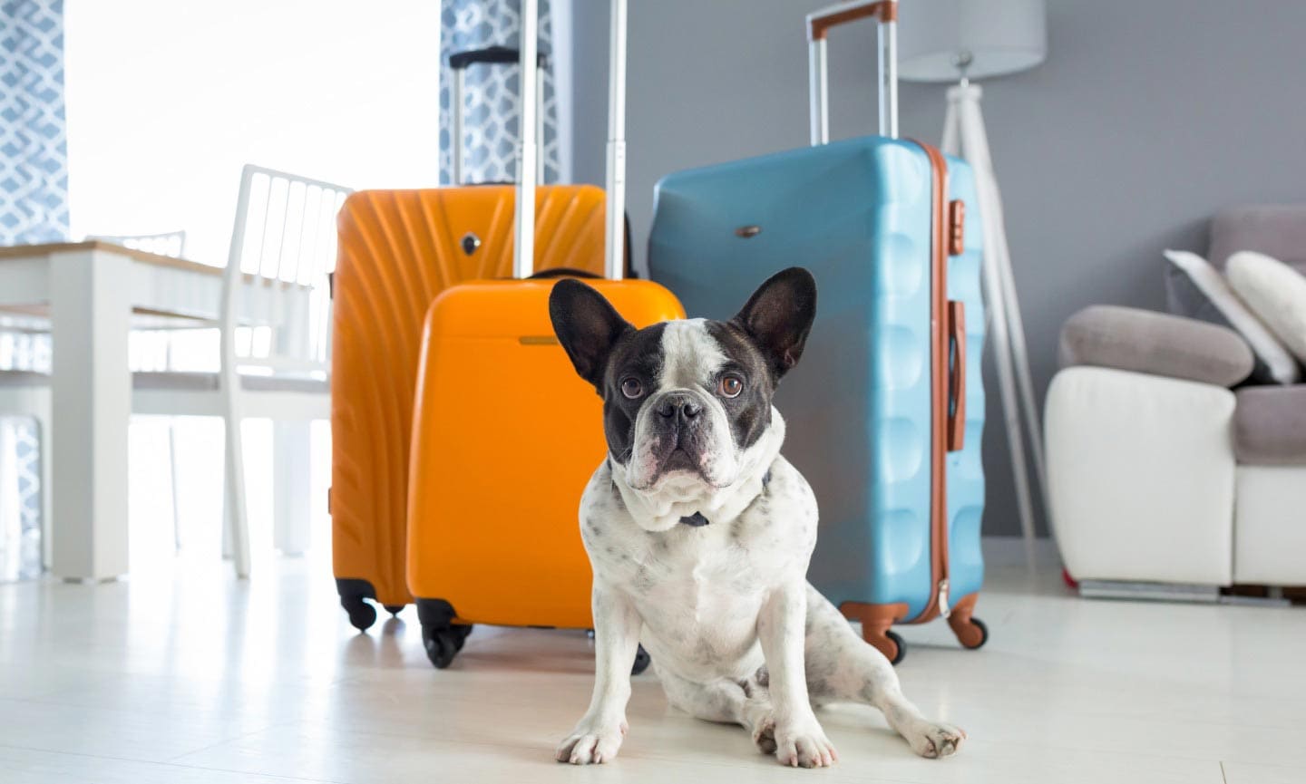How to Travel With Your Dog: A Complete Guide to Traveling With a Dog |  BeChewy