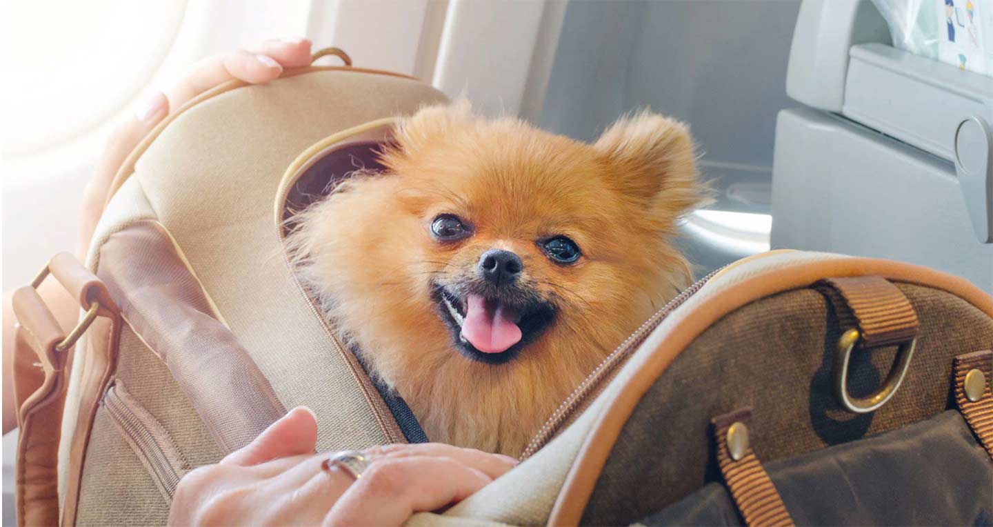 how to travel with dog