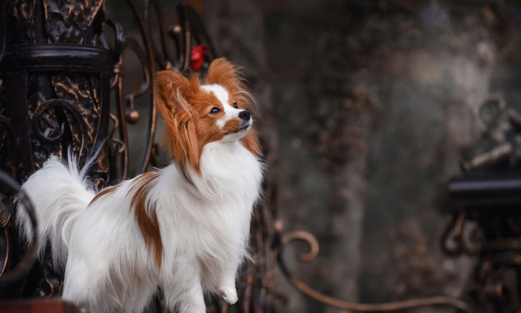 Learn all about the Papillon, the fabulous social butterfly, in our complete guide.
