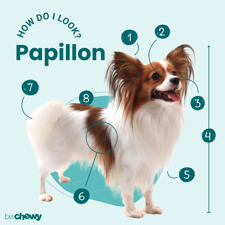 Papillon Dog Breed: Characteristics, Care & Photos