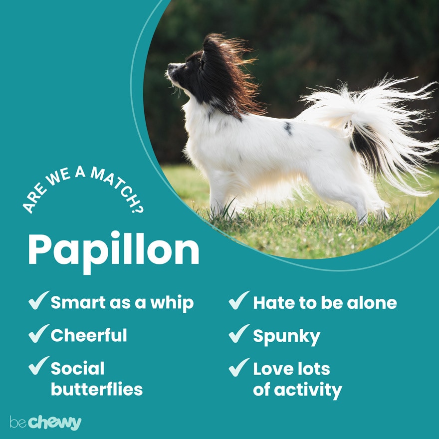 Papillon Dog Charm Small
