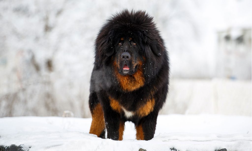 Learn about Tibetan Mastiff breed's history, characteristics, nutrition and more in our guide.