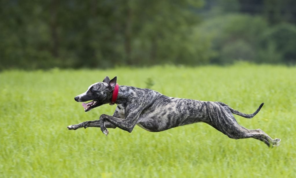 The Greyhound is a dog racing straight to your heart. Learn a few facts, their traits and personality in our complete guide.