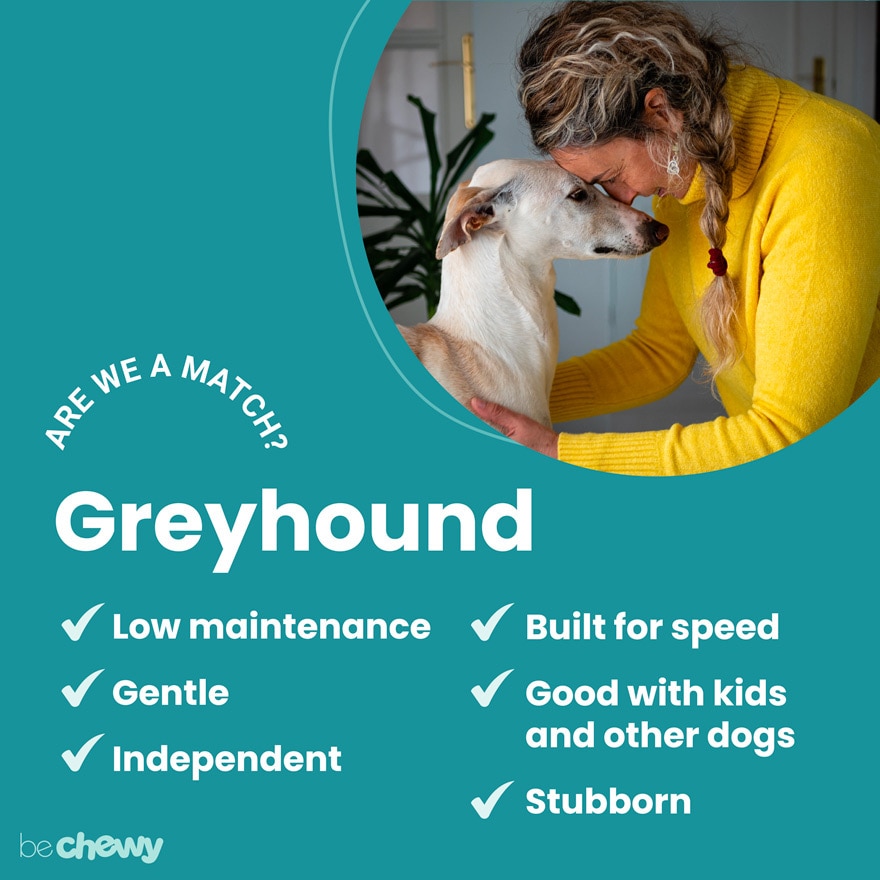 https://media-be.chewy.com/wp-content/uploads/2021/05/27071721/greyhound-are-we-a-match-880x880.jpg