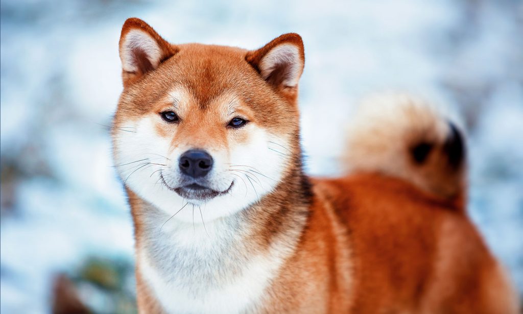 are shiba inus part fox