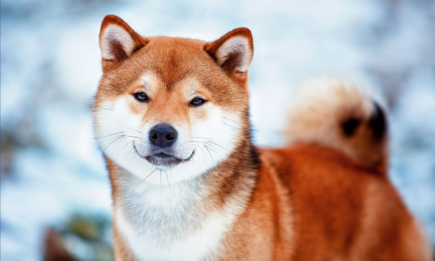 How Much Does It Cost To Adopt A Shiba Inu