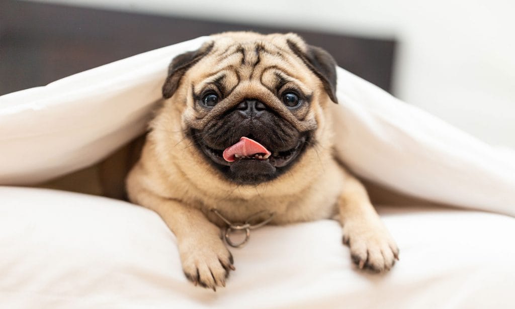 Thinking about raising a Pug puppy? These affectionate small dogs love their families. Could a Pug be a good match for you?