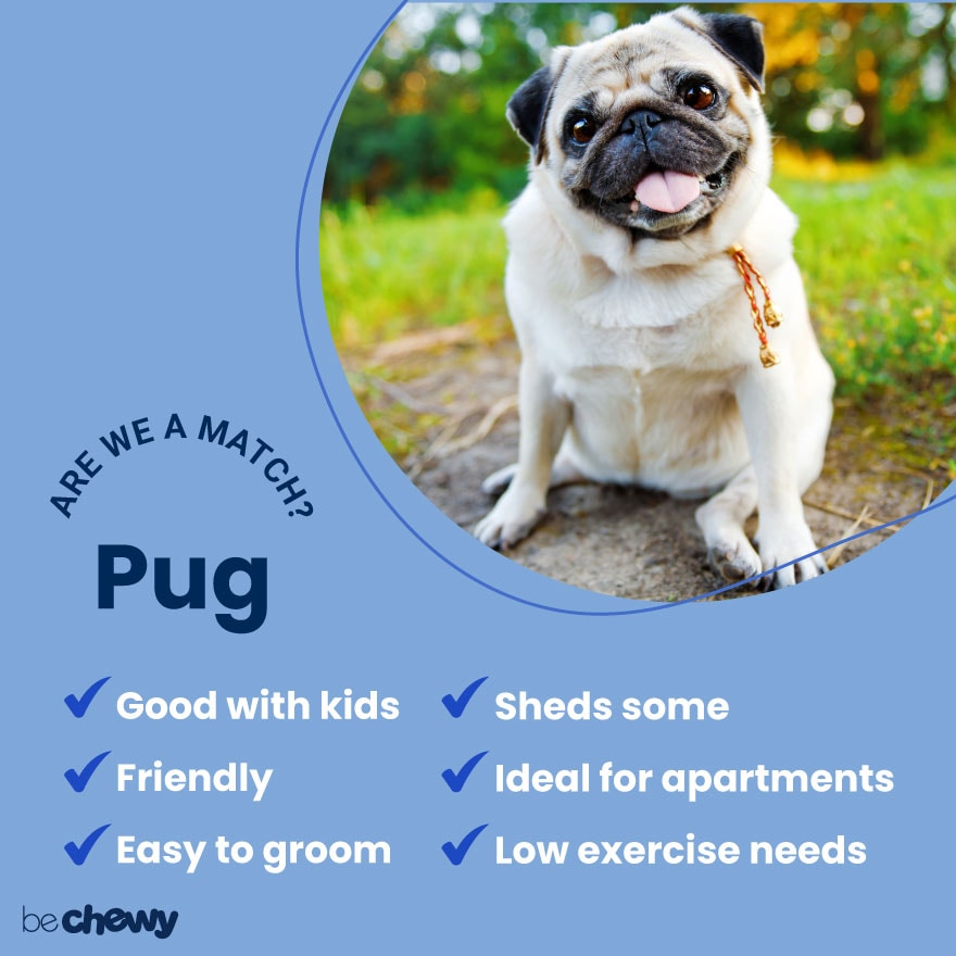 Pug Dog Breed Information