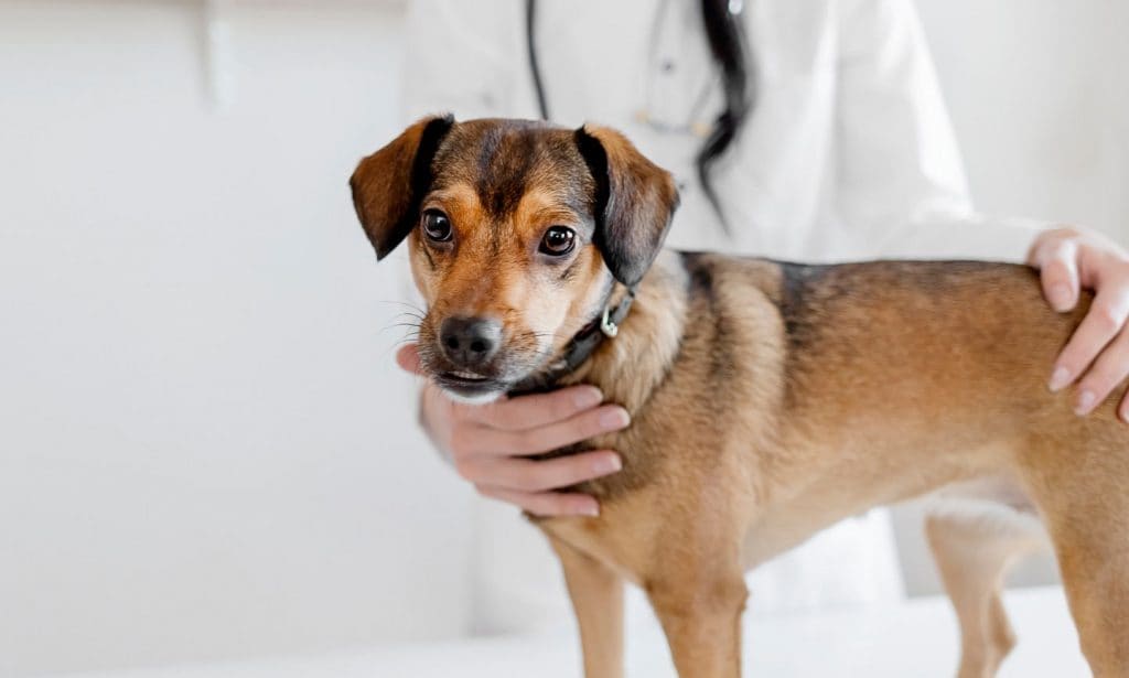 Bordetella Vaccine for Dogs What You Need to Know About Kennel Cough