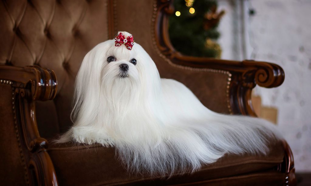 maltese dogs full grown