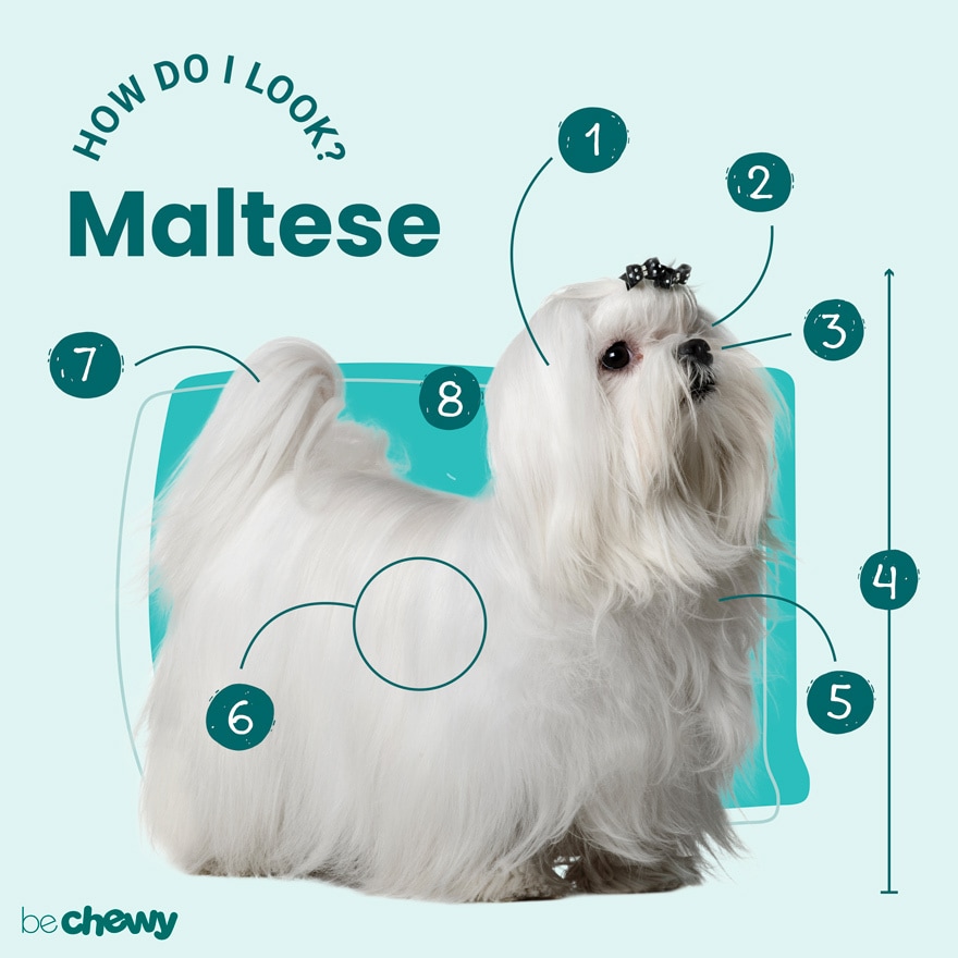 maltese dogs full grown