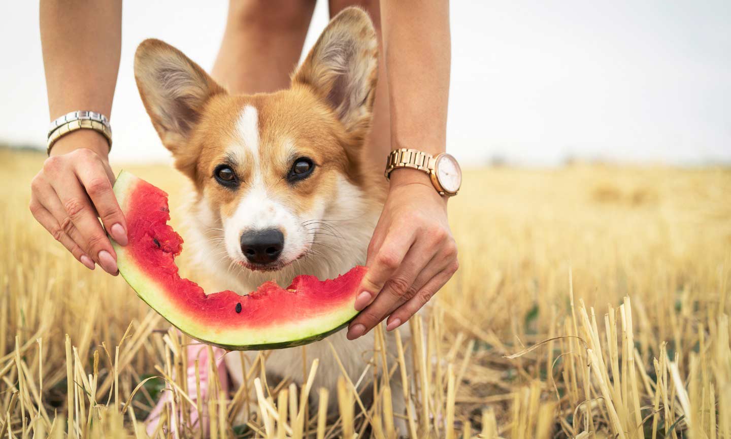 Can Dogs Eat Watermelon? Everything You 
