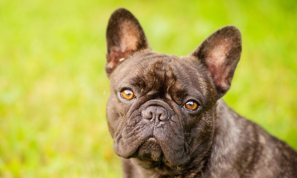 French Bulldog Breed: Characteristics, Care & Photos | BeChewy