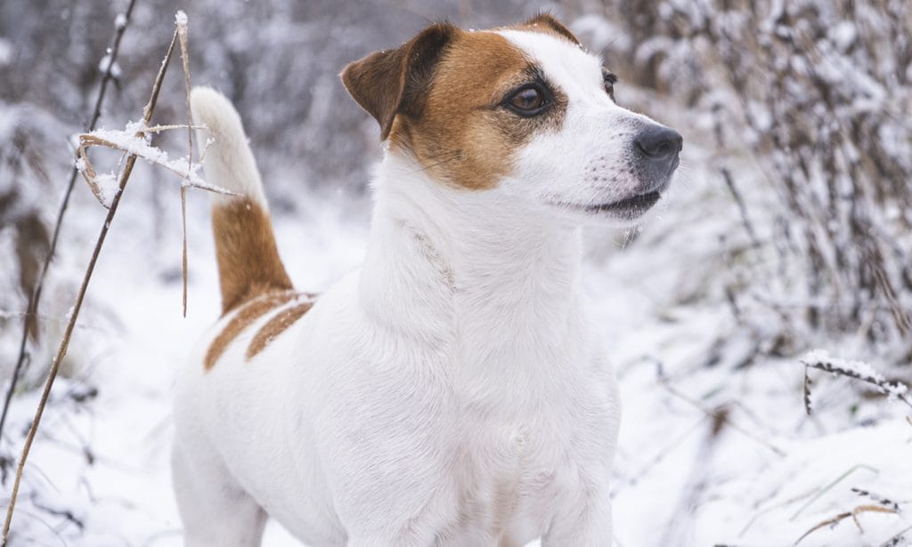 Jack Russell Terrier Breed: Characteristics, Care & Photos