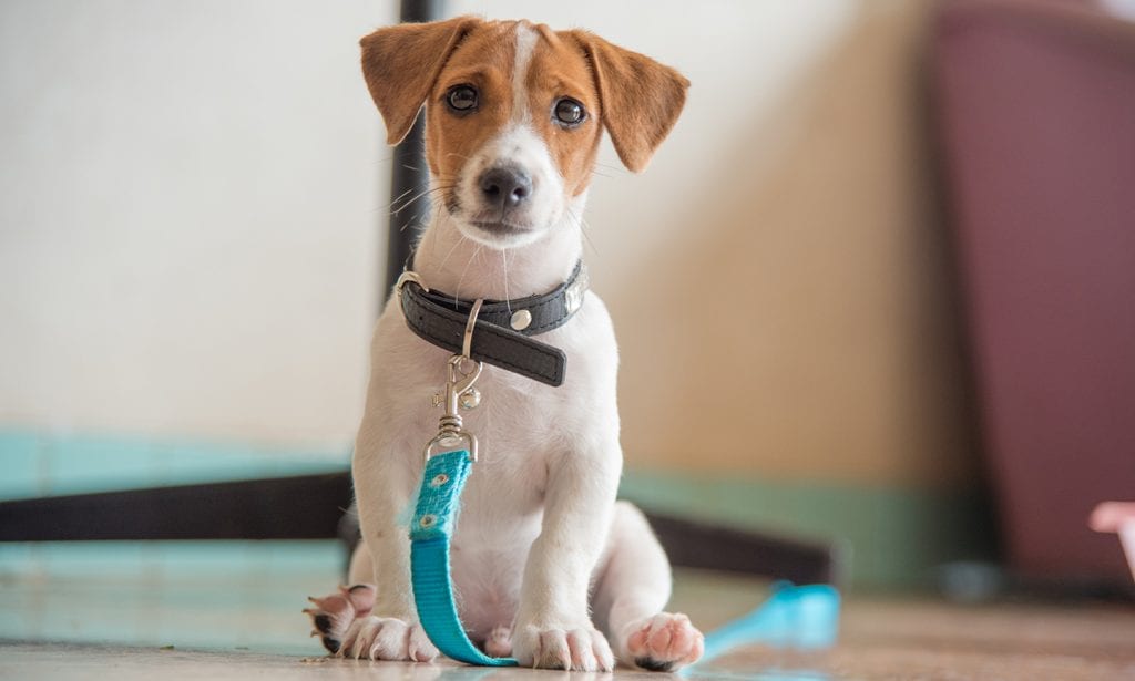 Jack Russell Terrier Breed: Characteristics, Care & Photos