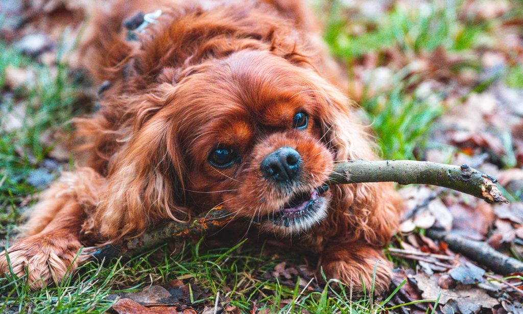 Cavalier King Charles Spaniel chewing stick