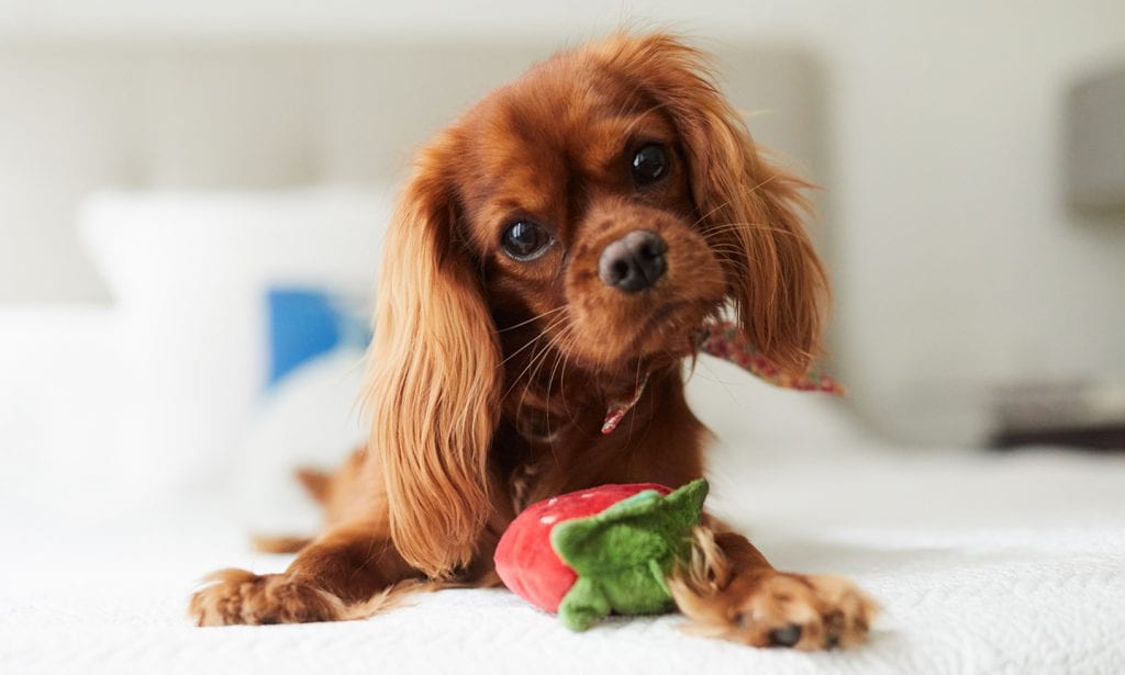 Cavalier King Charles Spaniel on bed with toy