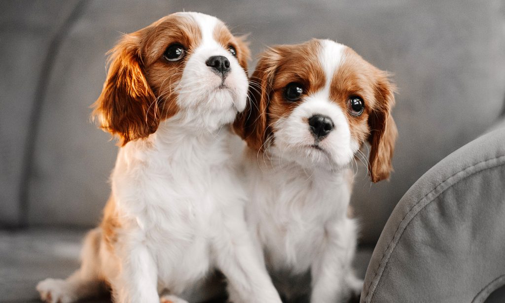 Cool Facts About Cavalier King Charles Spaniels Greenfield 54 OFF