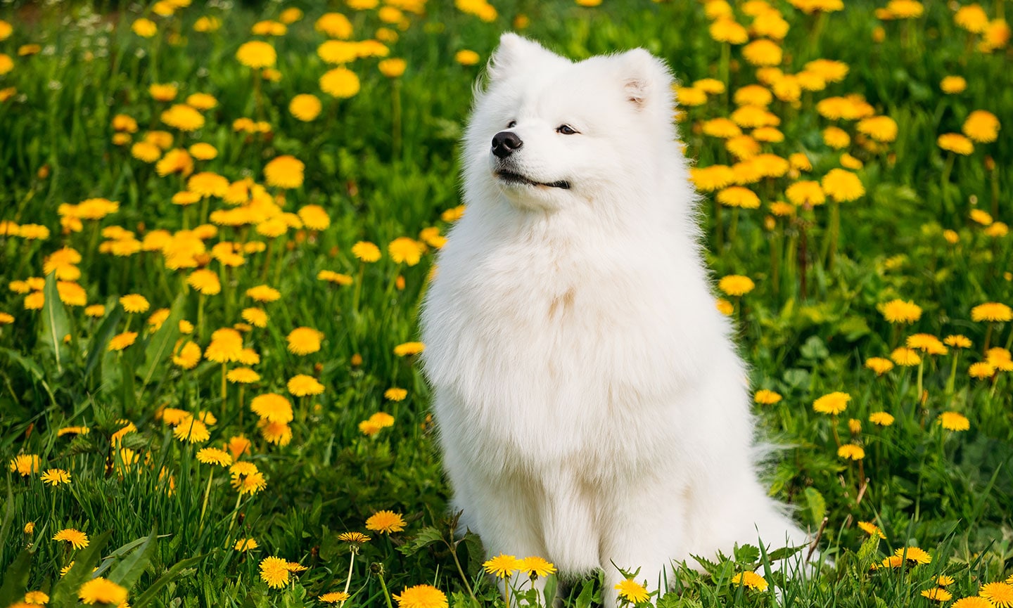 Samoyed Dog Breed Information, Pictures, Characteristics Facts Dogtime ...