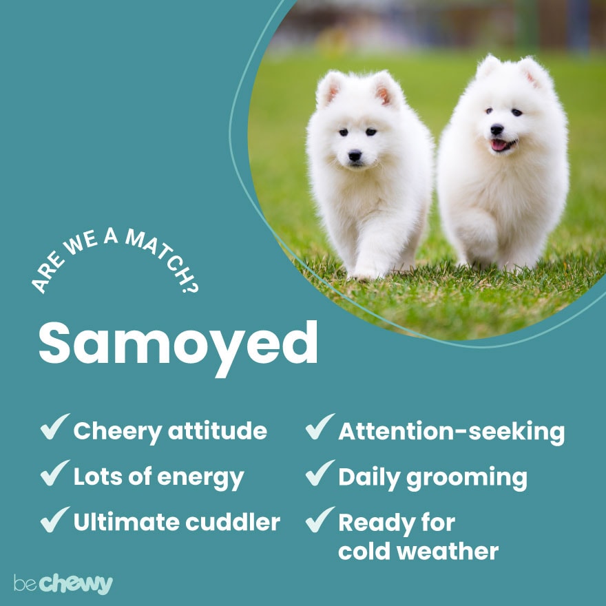 Samoyed Breed: Characteristics, & Photos | BeChewy