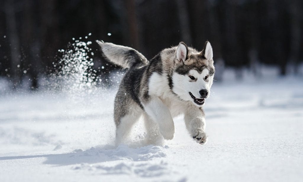 The Husky dog breed is the adventurous type. Learn all about this dog in our guide. 