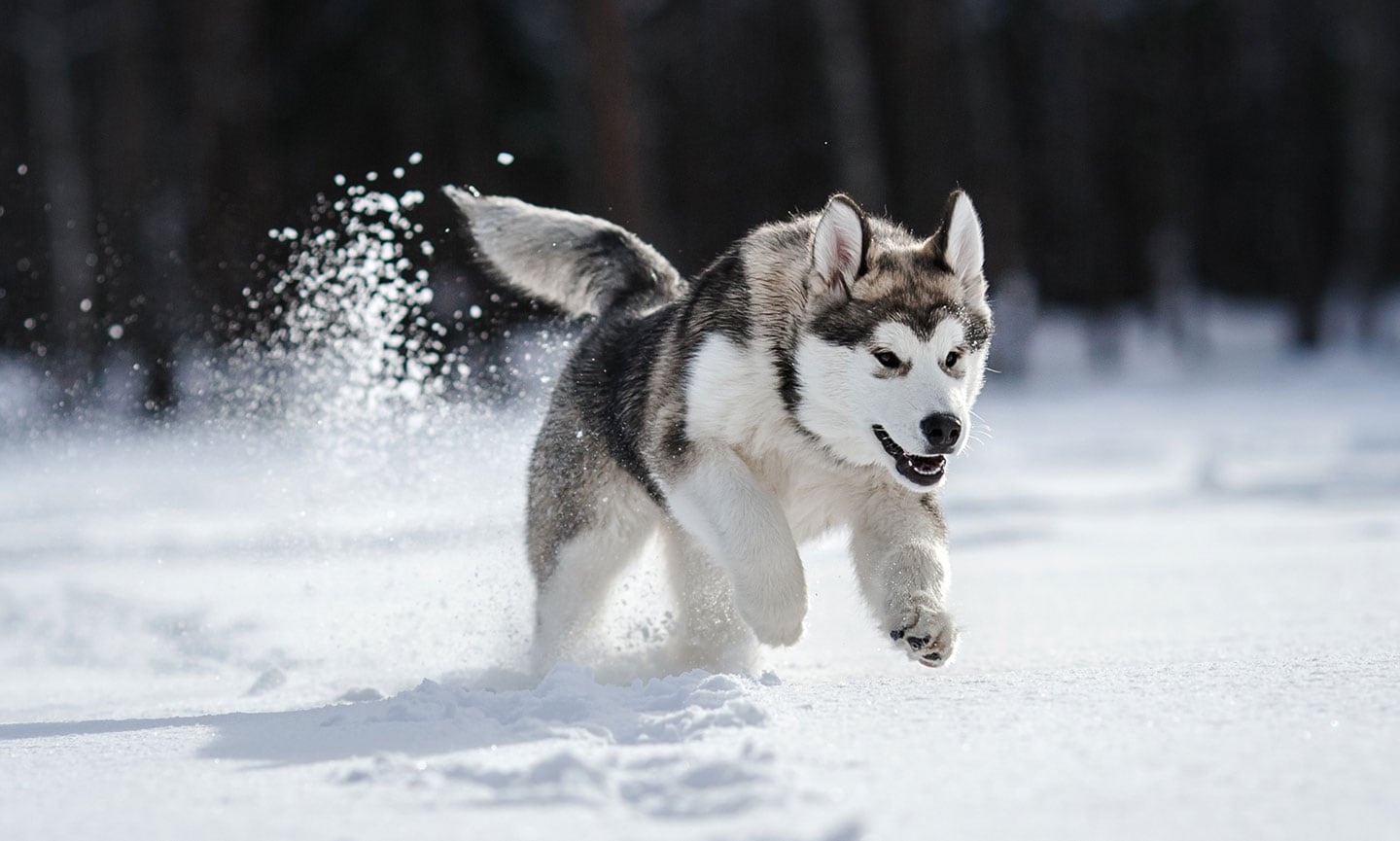 Husky Breed: Characteristics, Care & Photos | BeChewy