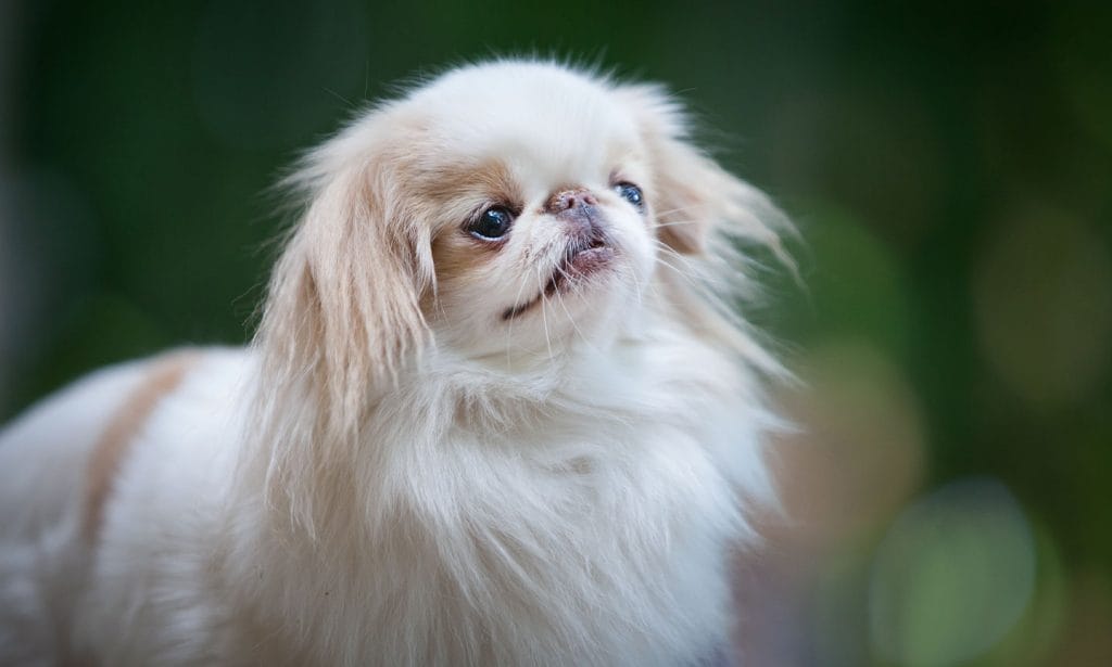 Japanese Chin dogs are easygoing and love to charm people. Learn more about their traits and personality in our guide.