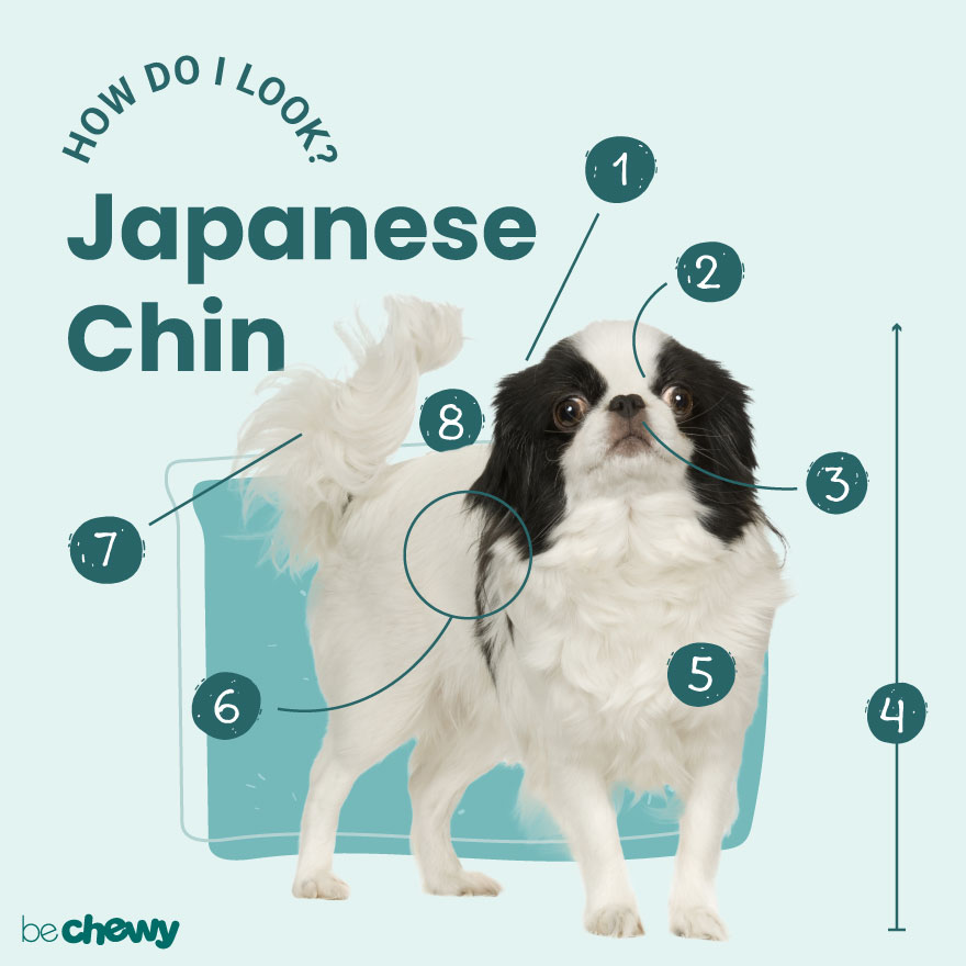 can a japanese chin and a pekingese be friends