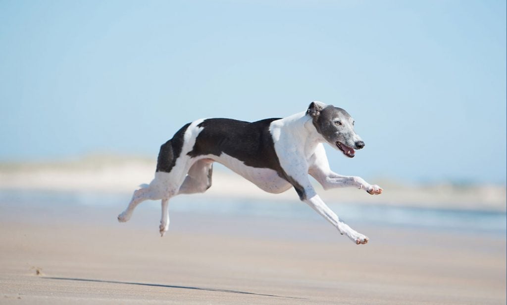 Whippet dog breed