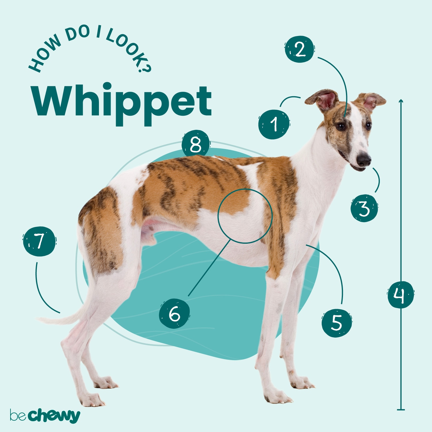 do whippets make good pets