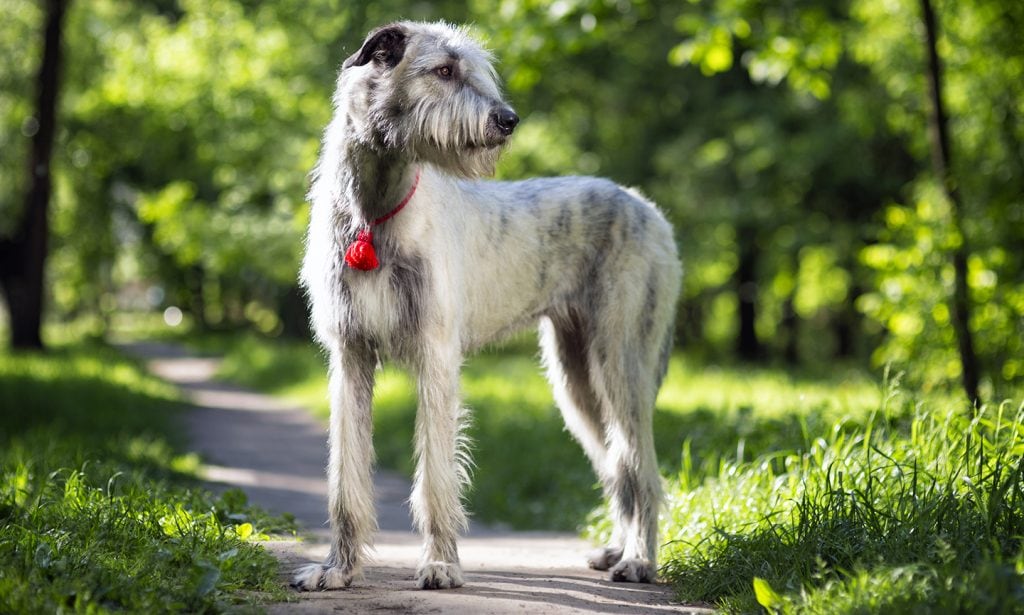 Irish Wolfhound with red collar