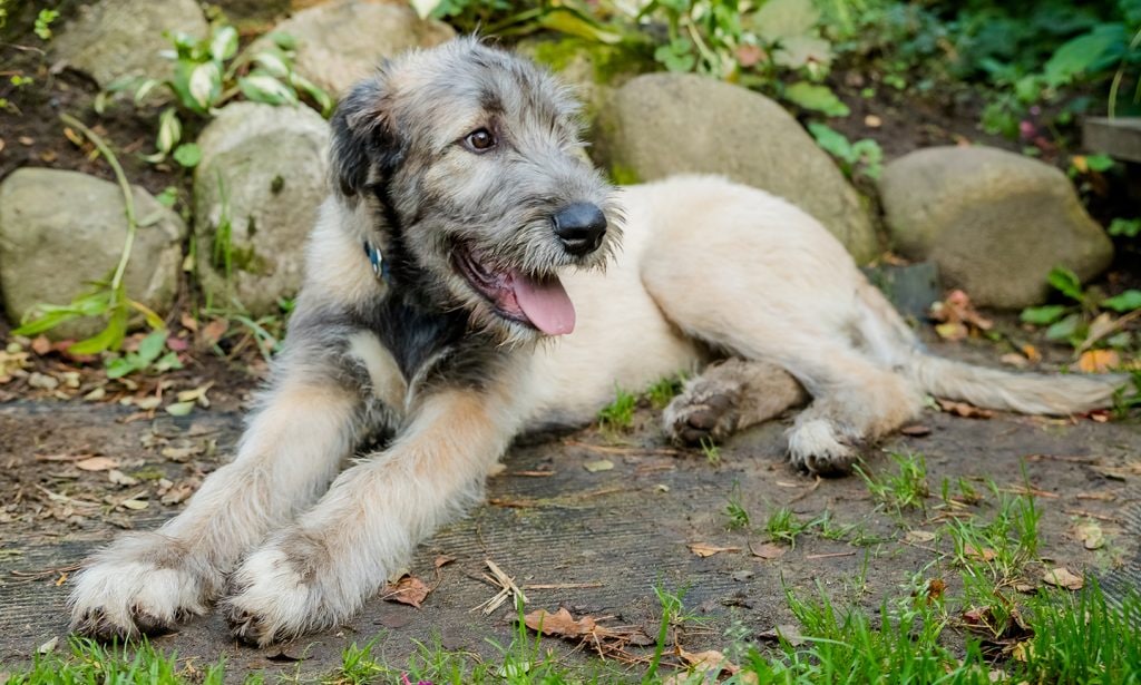 German shepherd wolfhound store mix