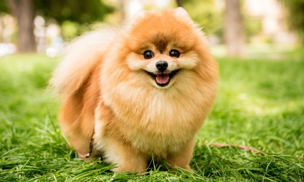 Fluffy and cute with inquisitive eyes and alert ears, the Pomeranian is ready for adventure.