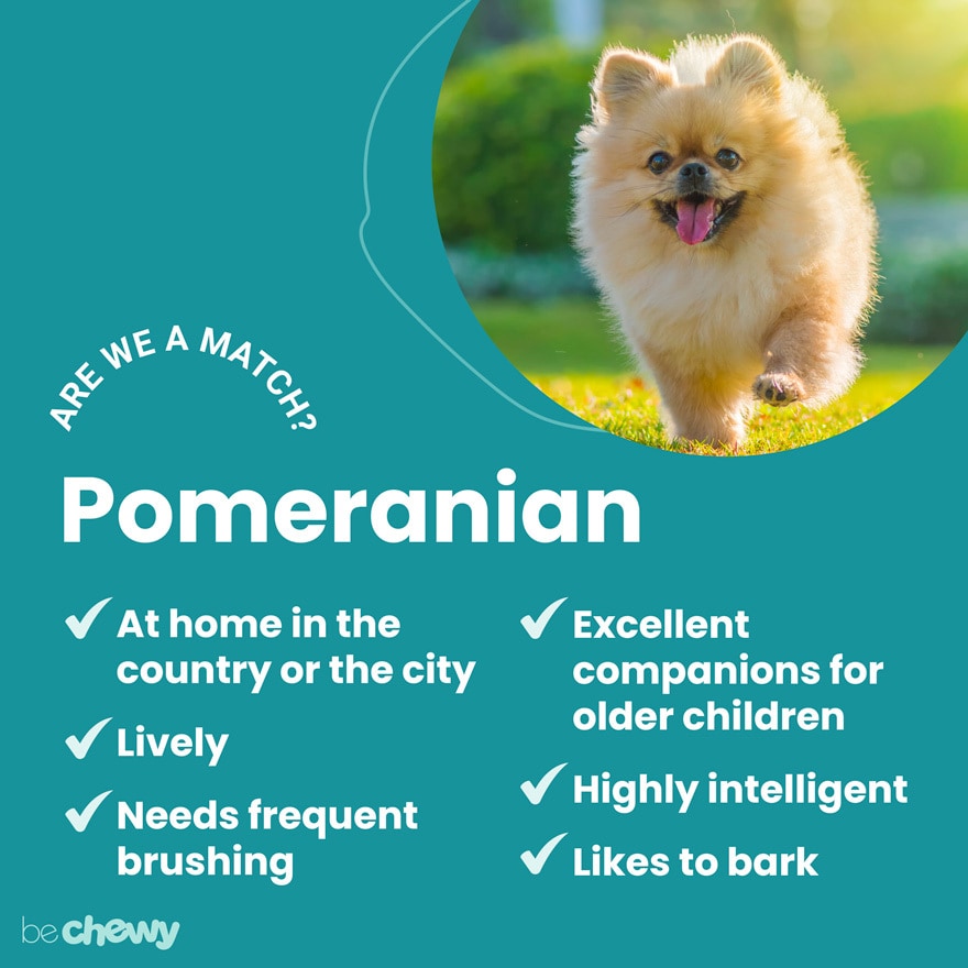 How Smart Is A Pomeranian